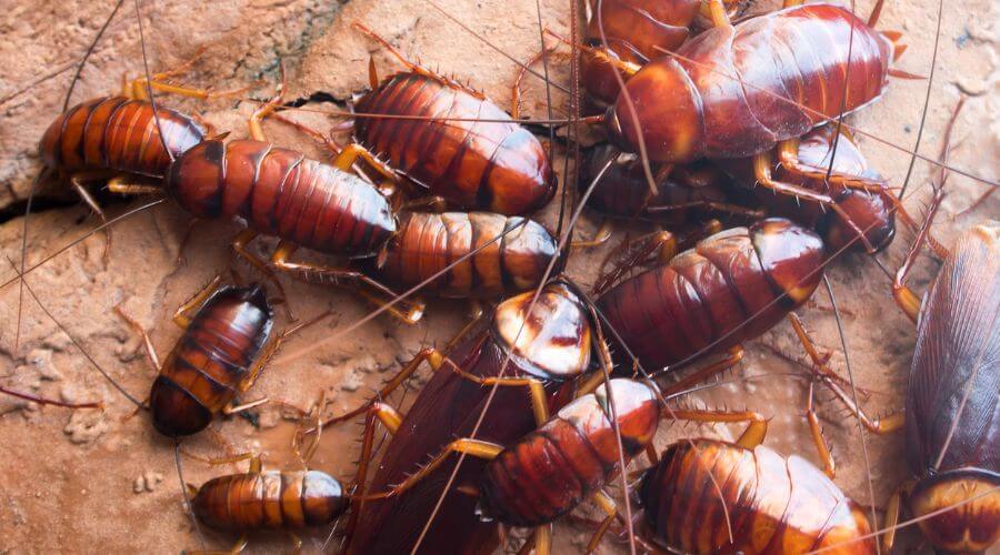 Professional pest control services in Fair Oaks